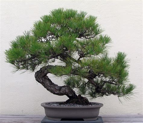 ebay bonsai|Pine Bonsai Trees for sale .